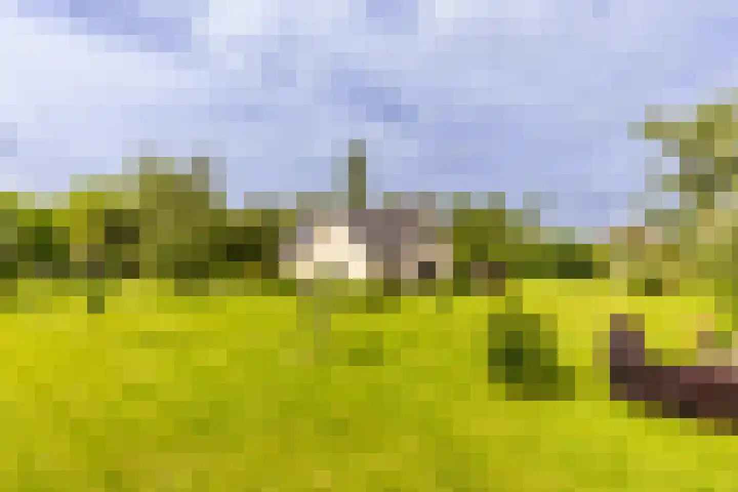 Polderdijk 20 Maasdam thumbnail 49