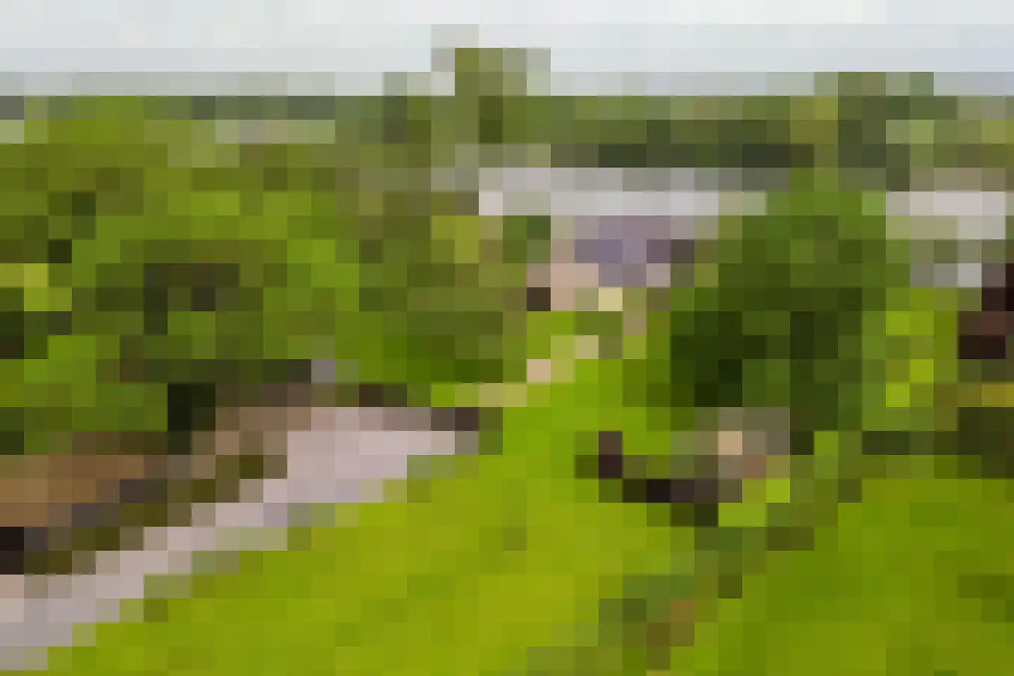 Polderdijk 20 Maasdam thumbnail 53