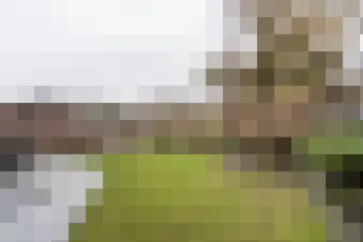 Poldermolen 102 Weert thumbnail 37