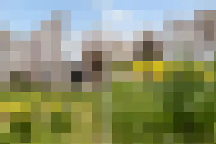 Poldermolen 24 Maassluis thumbnail 53