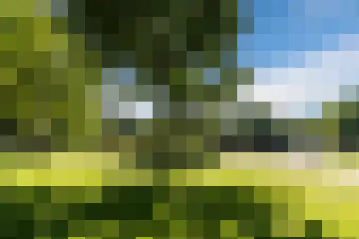 Poldermolen 39 Bergschenhoek thumbnail 52