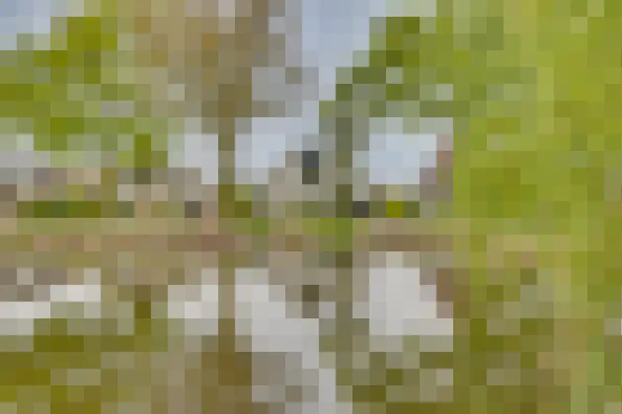 Polhaarweg 29 Dalfsen thumbnail 34