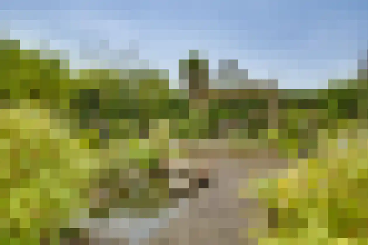 Polhaarweg 29 Dalfsen thumbnail 38