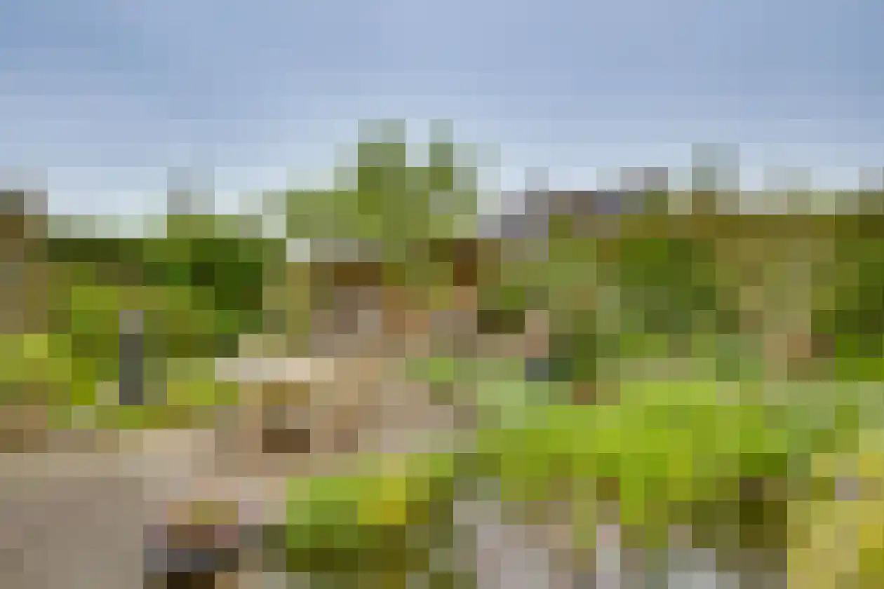 Polhaarweg 29 Dalfsen thumbnail 39