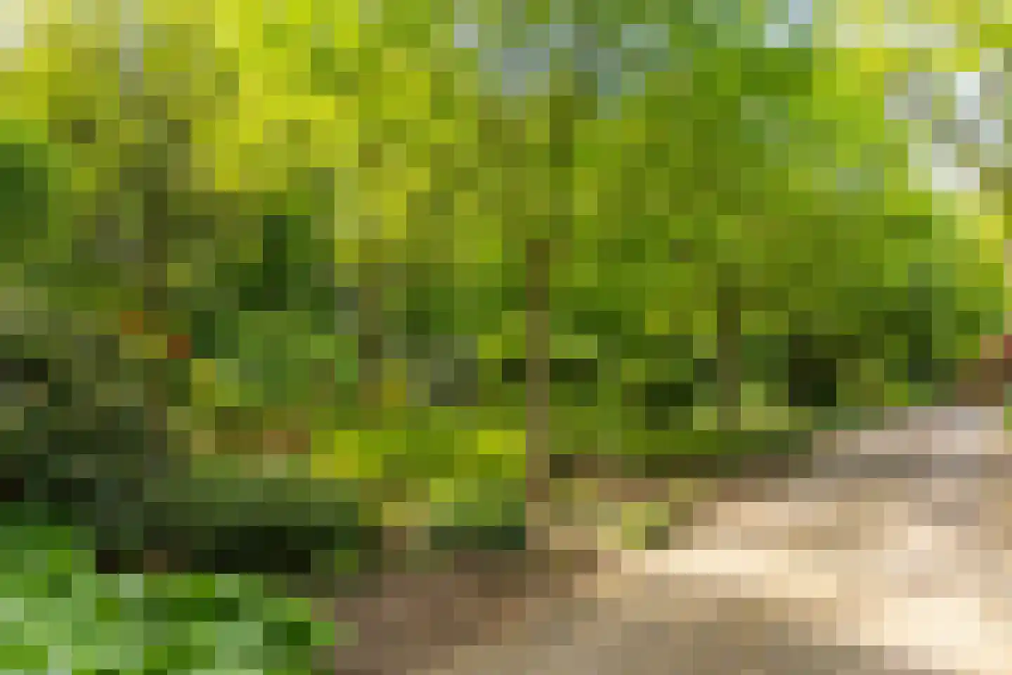 Polhaarweg 7 Neede thumbnail 11
