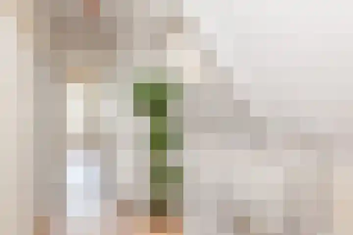 Polle 14 Arum thumbnail 23