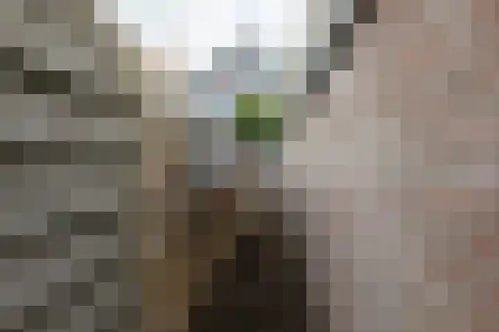 Polle 14 Arum thumbnail 40