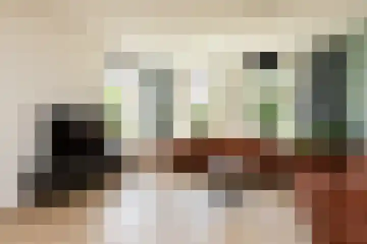 Polle 14 Arum thumbnail 7