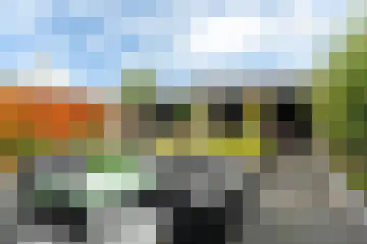 Polle 44 Arum thumbnail 23