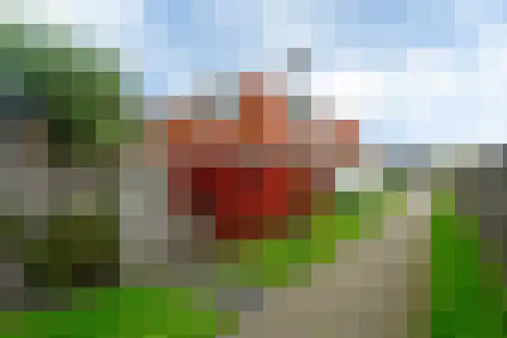 Polle 44 Arum thumbnail 25