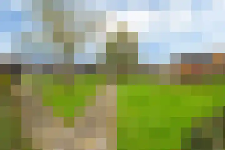 Polle 44 Arum thumbnail 44