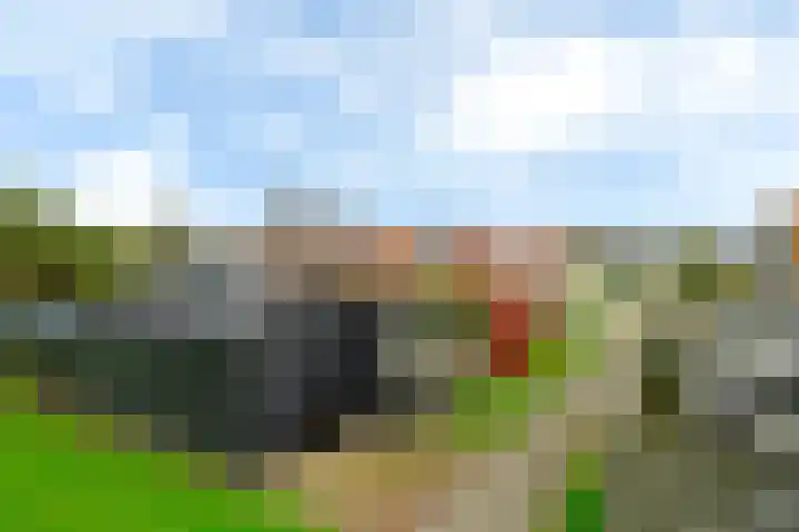 Polle 44 Arum thumbnail 6