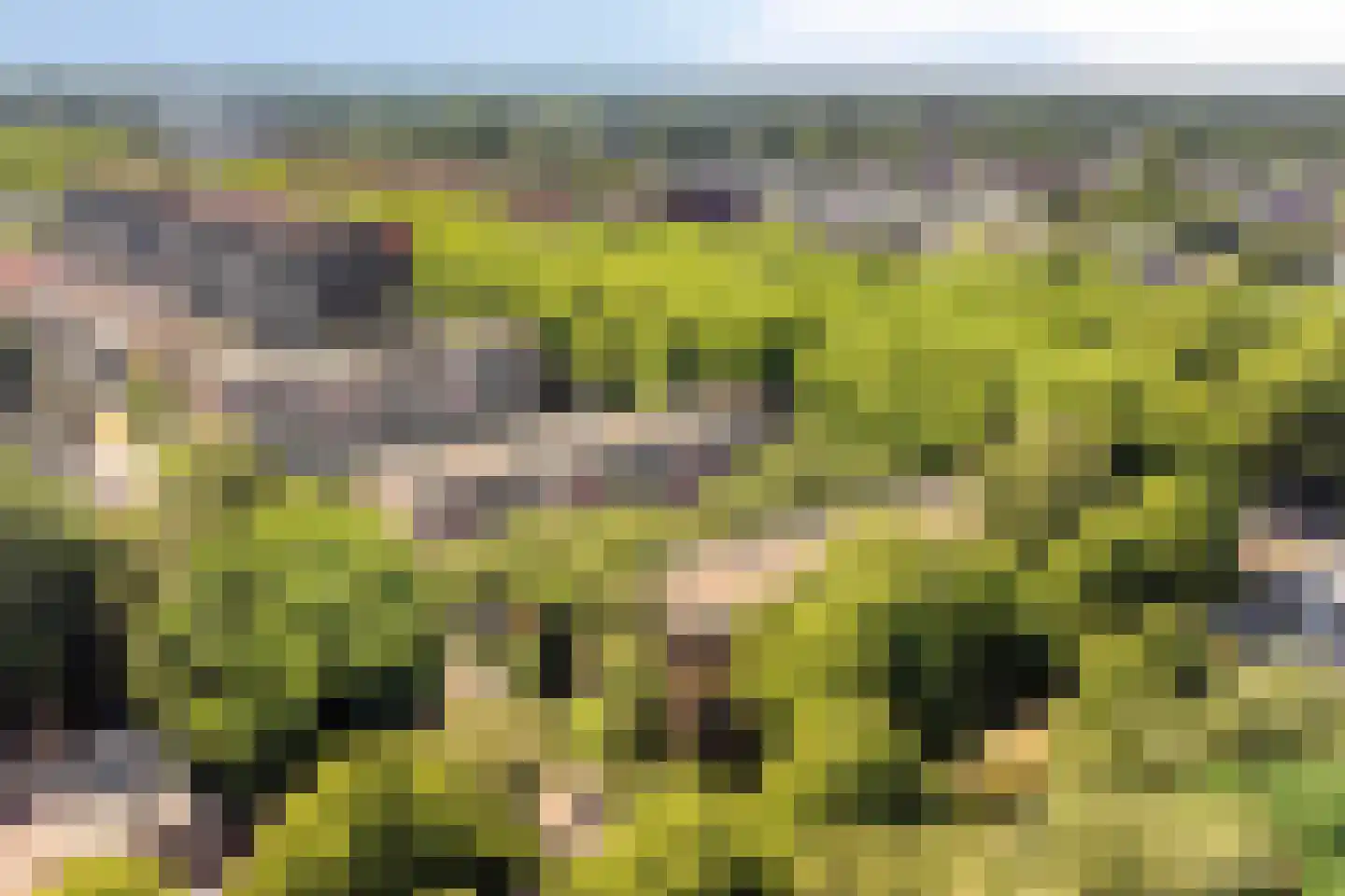 Pollenstein 2 Ede thumbnail 26
