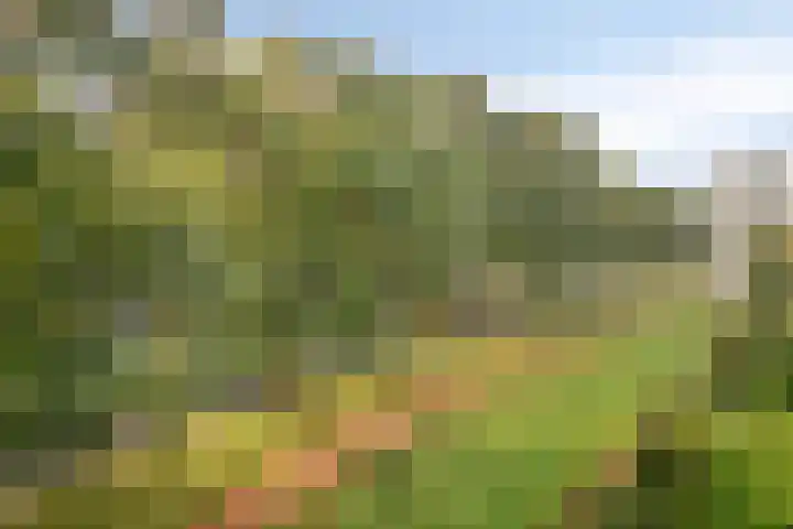 Pollux 141 Veenendaal thumbnail 36