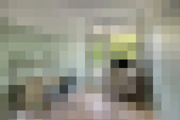 Pollux 195 Veenendaal thumbnail 22