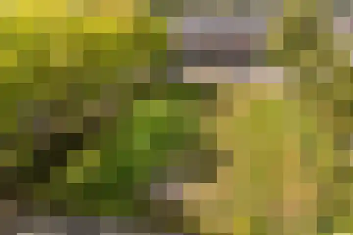 Pollux 225 Veenendaal thumbnail 32