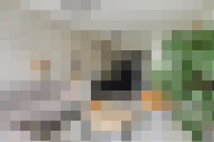 Pollux 335 Veenendaal thumbnail 13