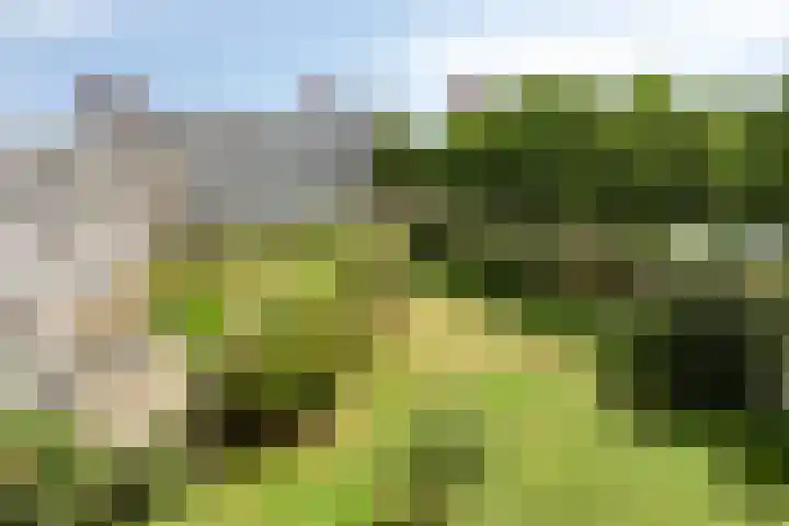 Pollux 391 Veenendaal thumbnail 24