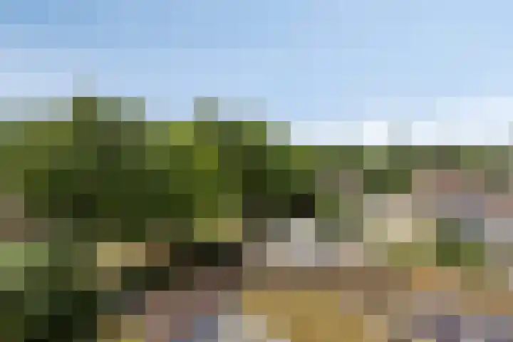 Pollux 391 Veenendaal thumbnail 25