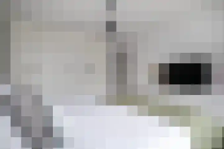 Pollux 41 Veenendaal thumbnail 22