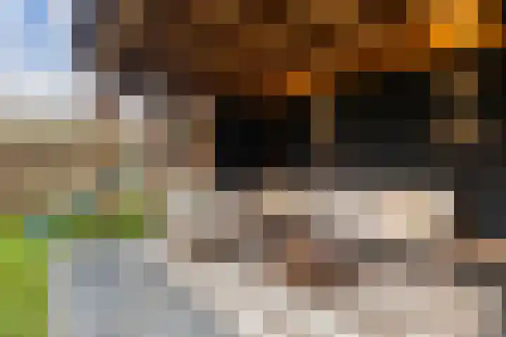 Pollux 41 Veenendaal thumbnail 41