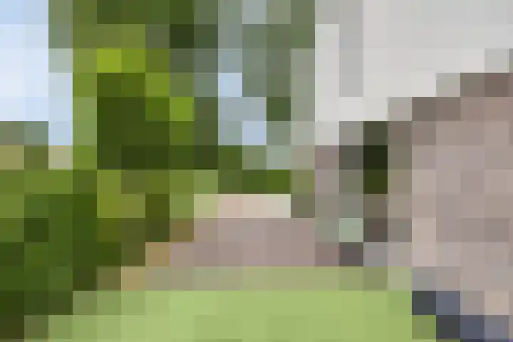 Pommer 1 Nuth thumbnail 17