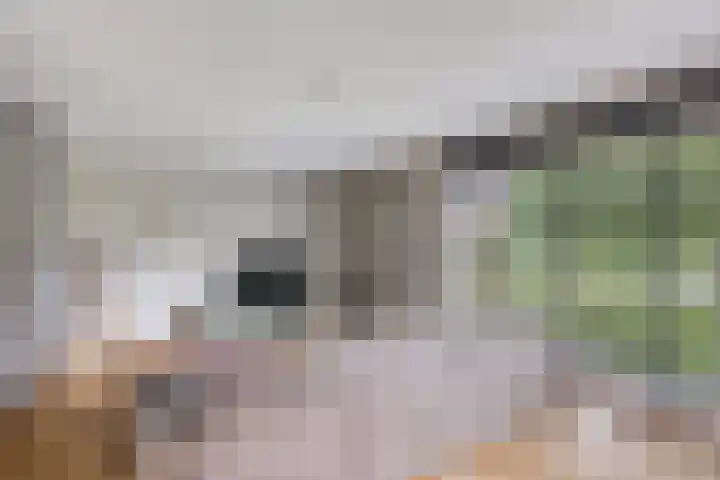 Pommer 1 Nuth thumbnail 7