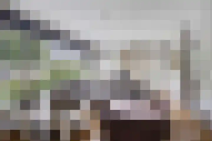 Pommer 1 Nuth thumbnail 8