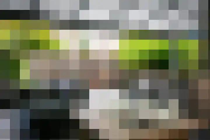 Pommer 6 Nuth thumbnail 35