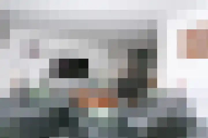 Pommer 6 Nuth thumbnail 6