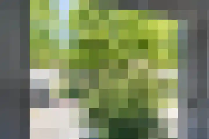 Pomonastraat 58 Amsterdam thumbnail 29