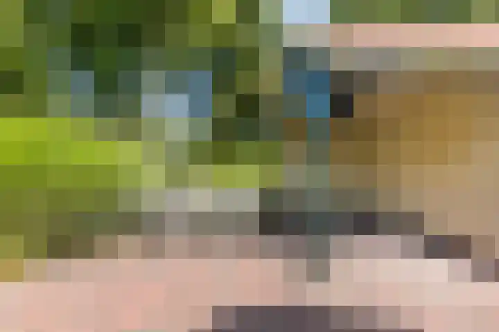 Pompeblêd 14 Lippenhuizen thumbnail 37