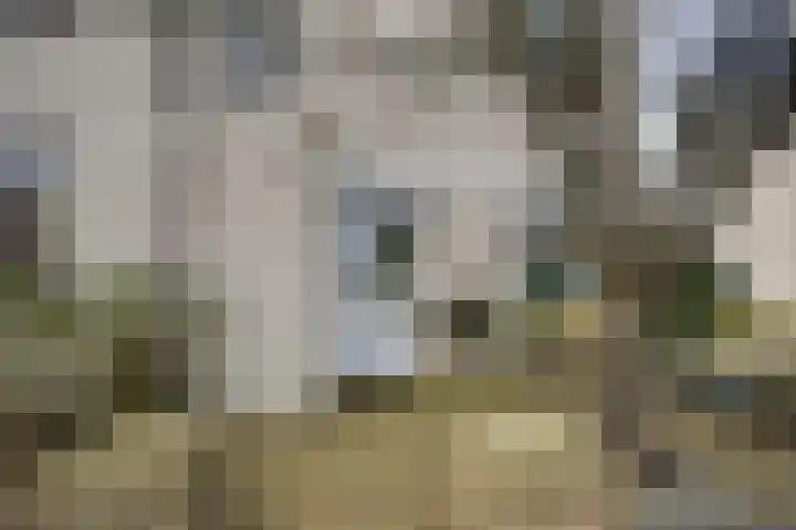 Ponyweide 98 Zoetermeer thumbnail 8