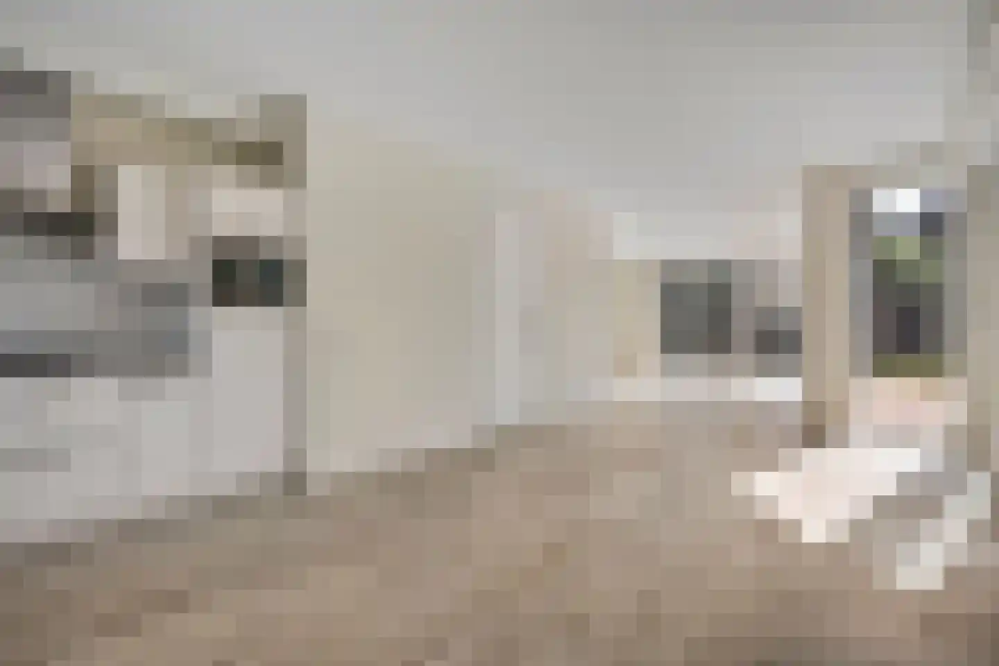 Poolmanserf 1 Dedemsvaart thumbnail 23