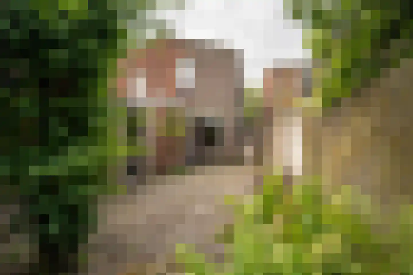 Poolmansweg 110 Enschede thumbnail 26
