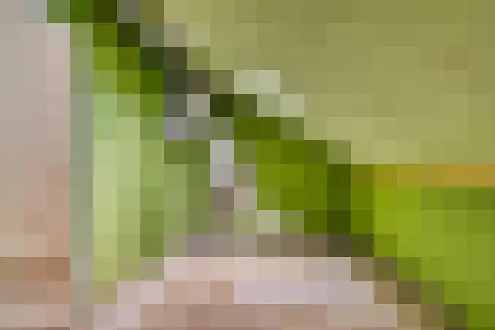 Poolster 111 Hoorn thumbnail 23