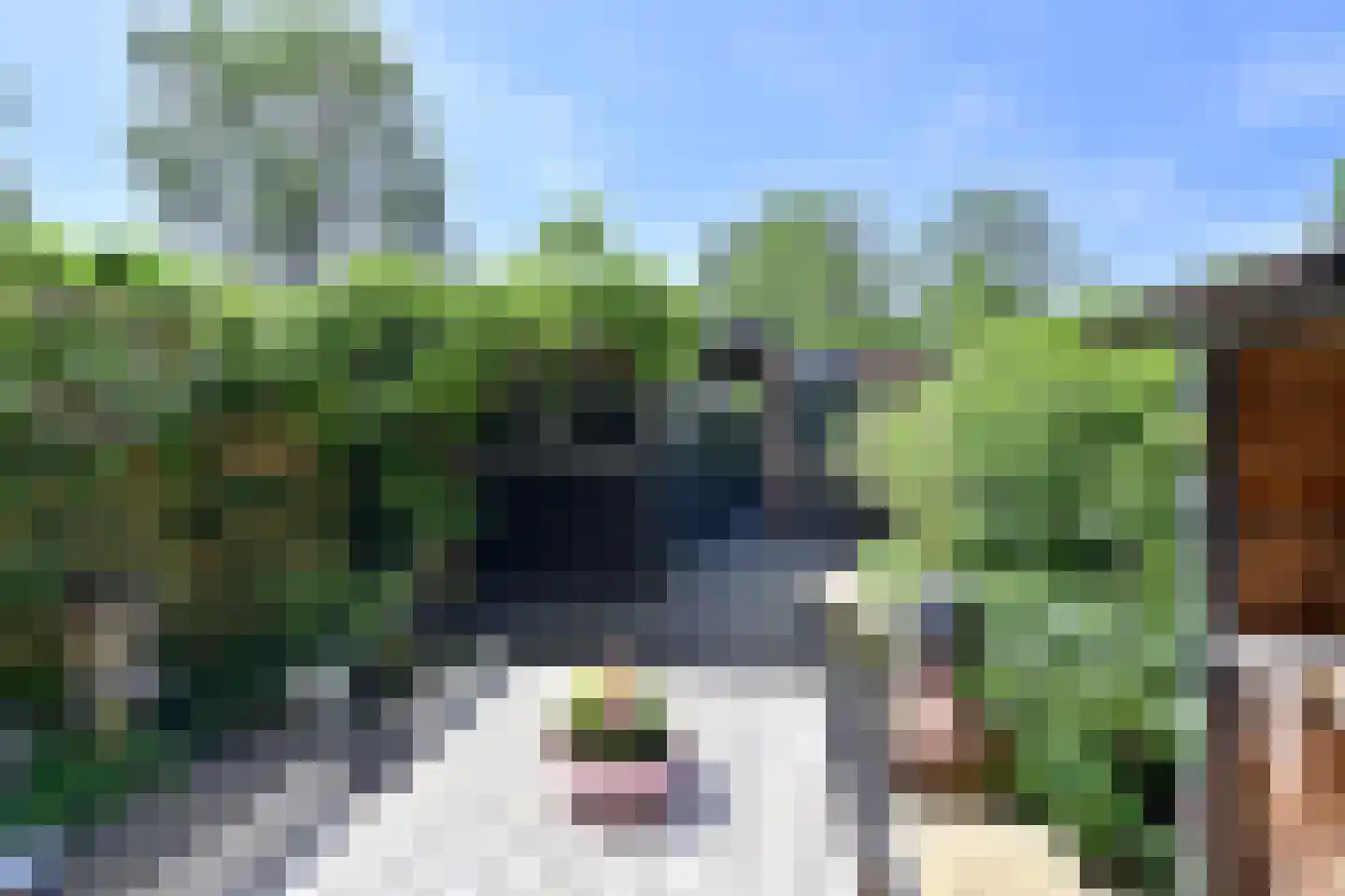 Poolvos 25 Huizen thumbnail 14