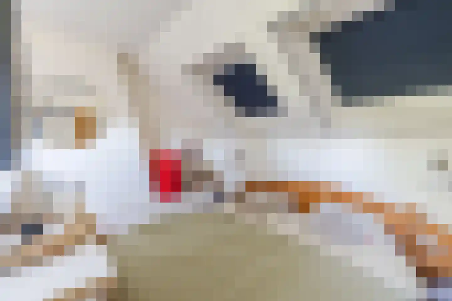 Poorterstraat 15 Geldrop thumbnail 35
