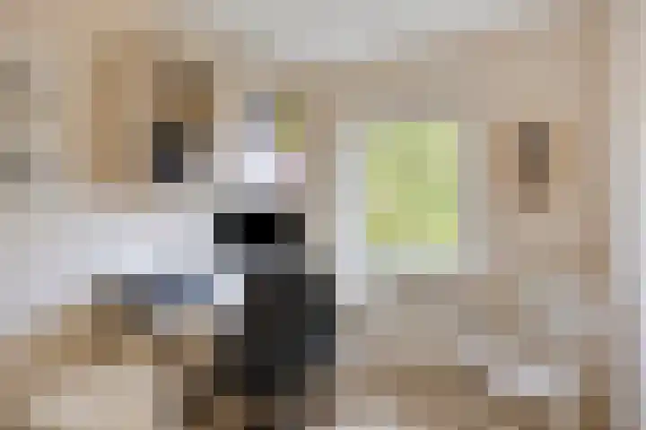 Poortjesgoed 63 Veenendaal thumbnail 30