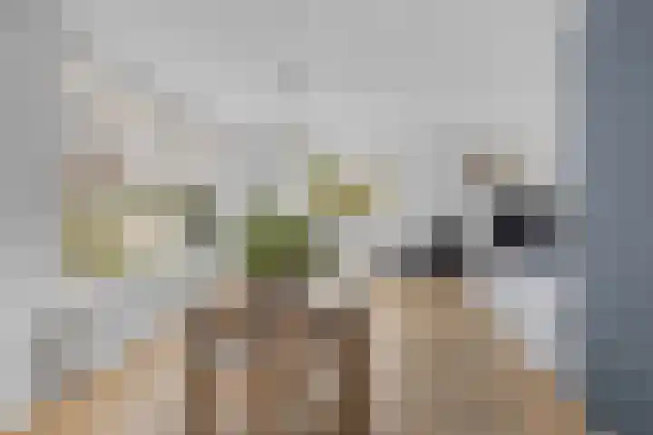Pootlaan 10 Roosendaal thumbnail 6