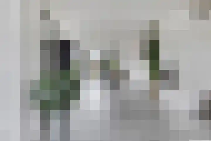 Populier 11 Kaatsheuvel thumbnail 10