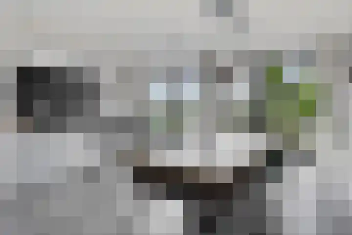 Populier 11 Kaatsheuvel thumbnail 11