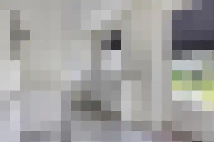 Populier 11 Kaatsheuvel thumbnail 16