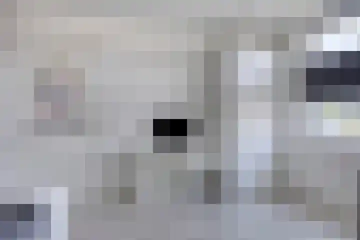 Populier 11 Kaatsheuvel thumbnail 26
