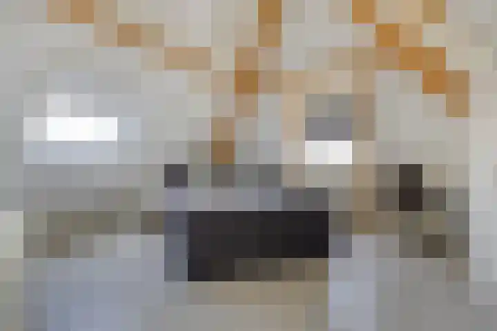 Populier 11 Kaatsheuvel thumbnail 30