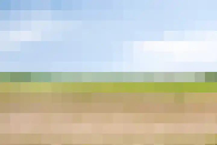 Populier 11 Kaatsheuvel thumbnail 40