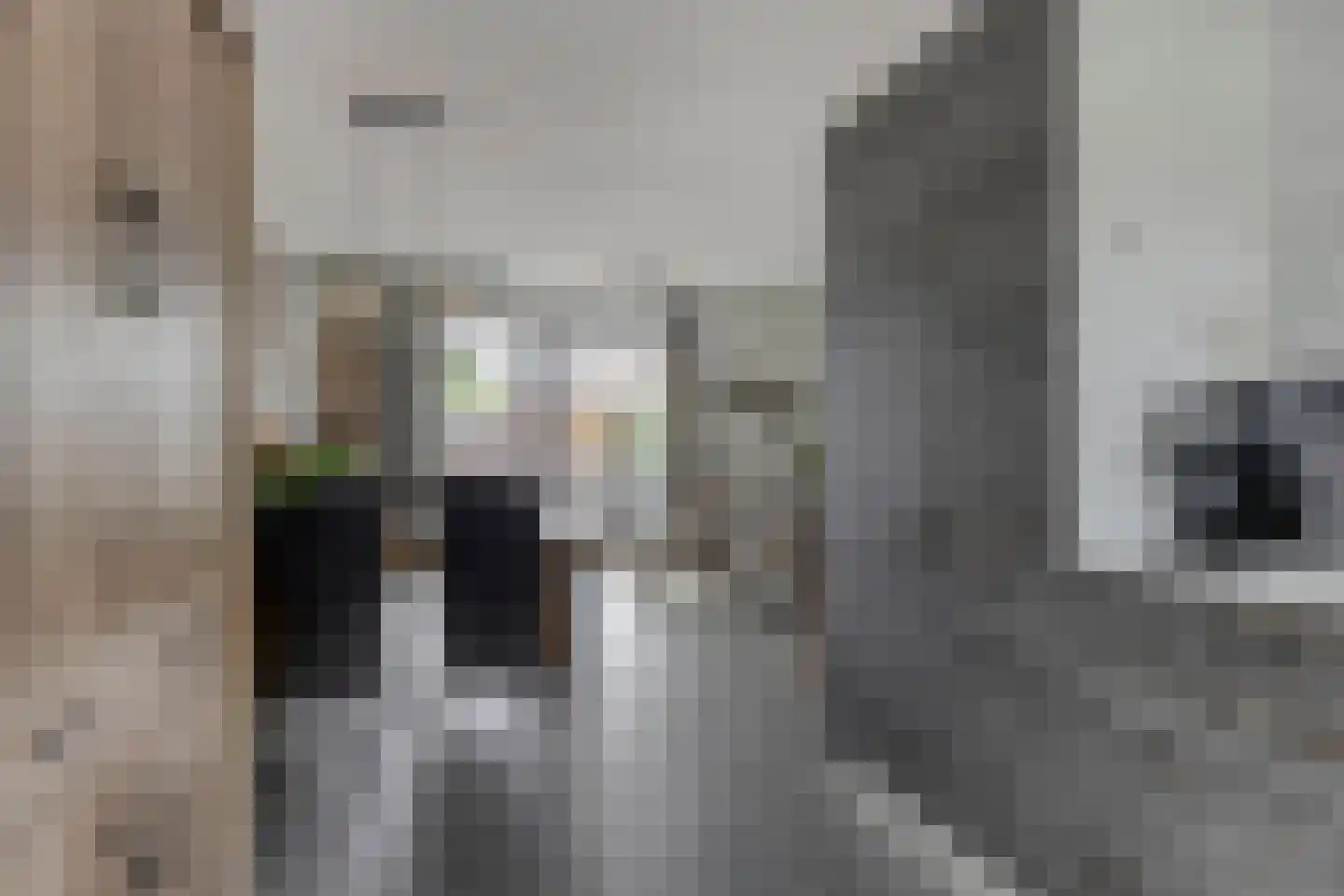 Populier 11 Leek thumbnail 8