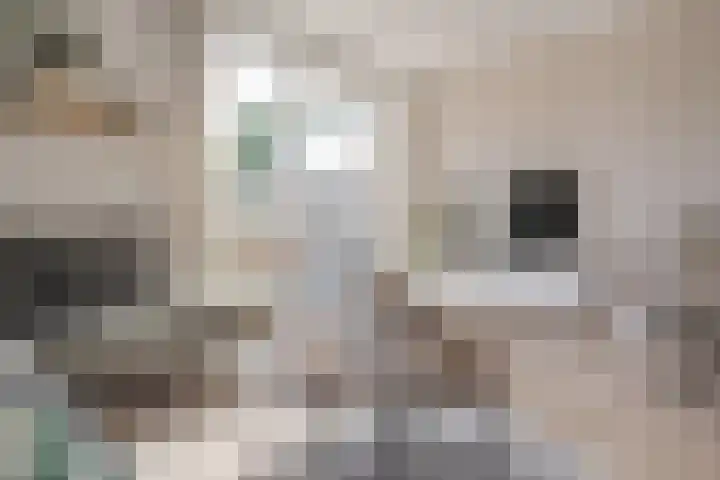 Populier 16 Leek thumbnail 13
