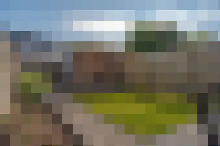 Populier 16 Leek thumbnail 38