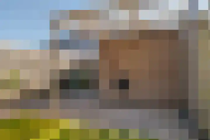 Populier 16 Leek thumbnail 39
